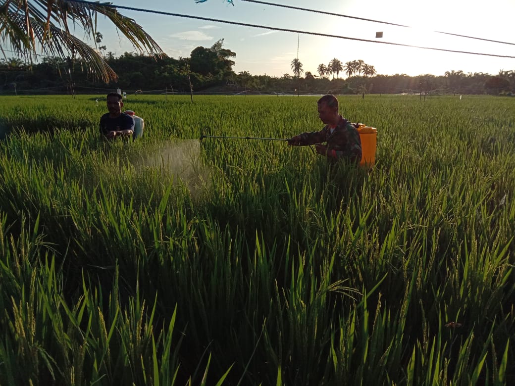 Sertu Parwoto Bantu Petani Semprot Hama Padi