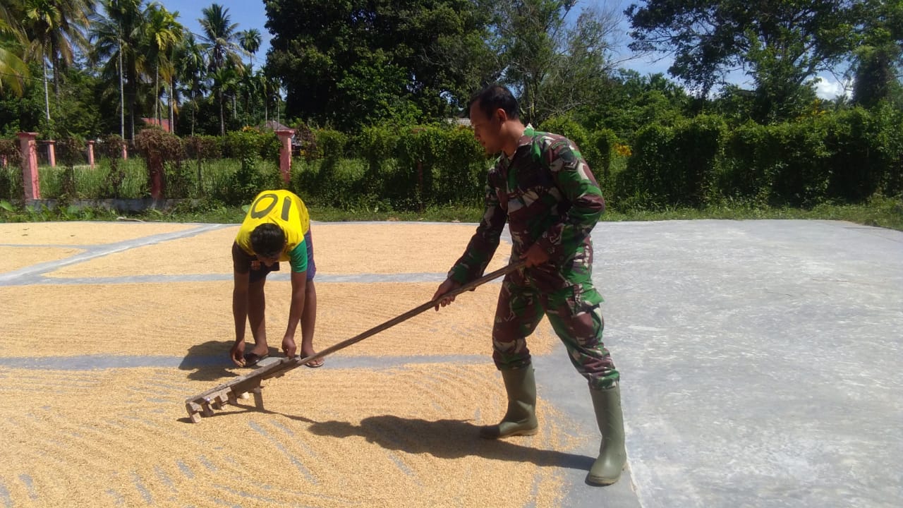Serda Febri Bantu Petani Jemur Padi