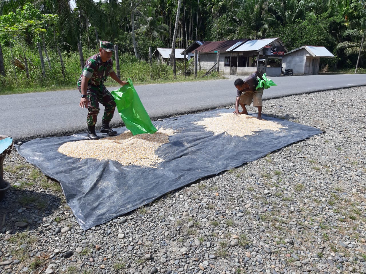 Babinsa Posramil Pasie Raya Bantu Jemur Padi