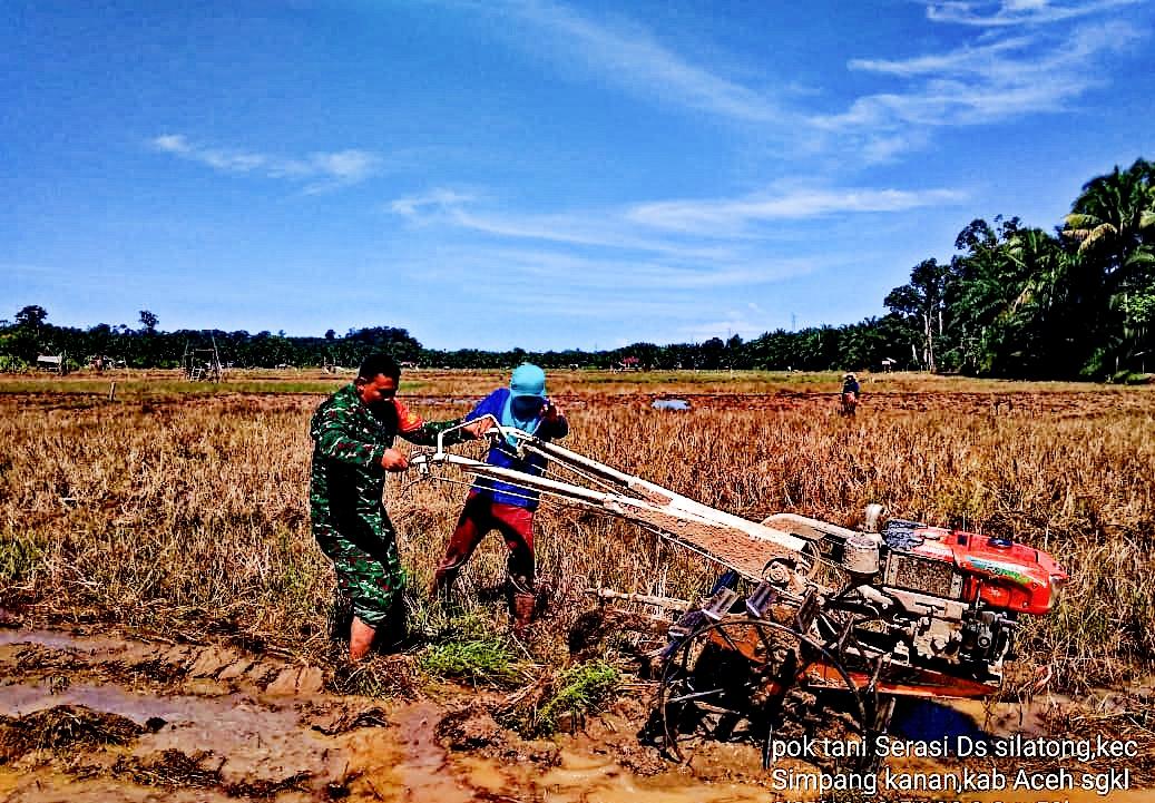 Musim Tanam Tiba, Babinsa Koramil 04/Simpang Kanan Membantu Petani Membajak Sawah