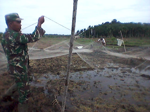 Cegah Gangguan Hama Burung, Kopda Hasan Bantu Petani Pasang Jaring