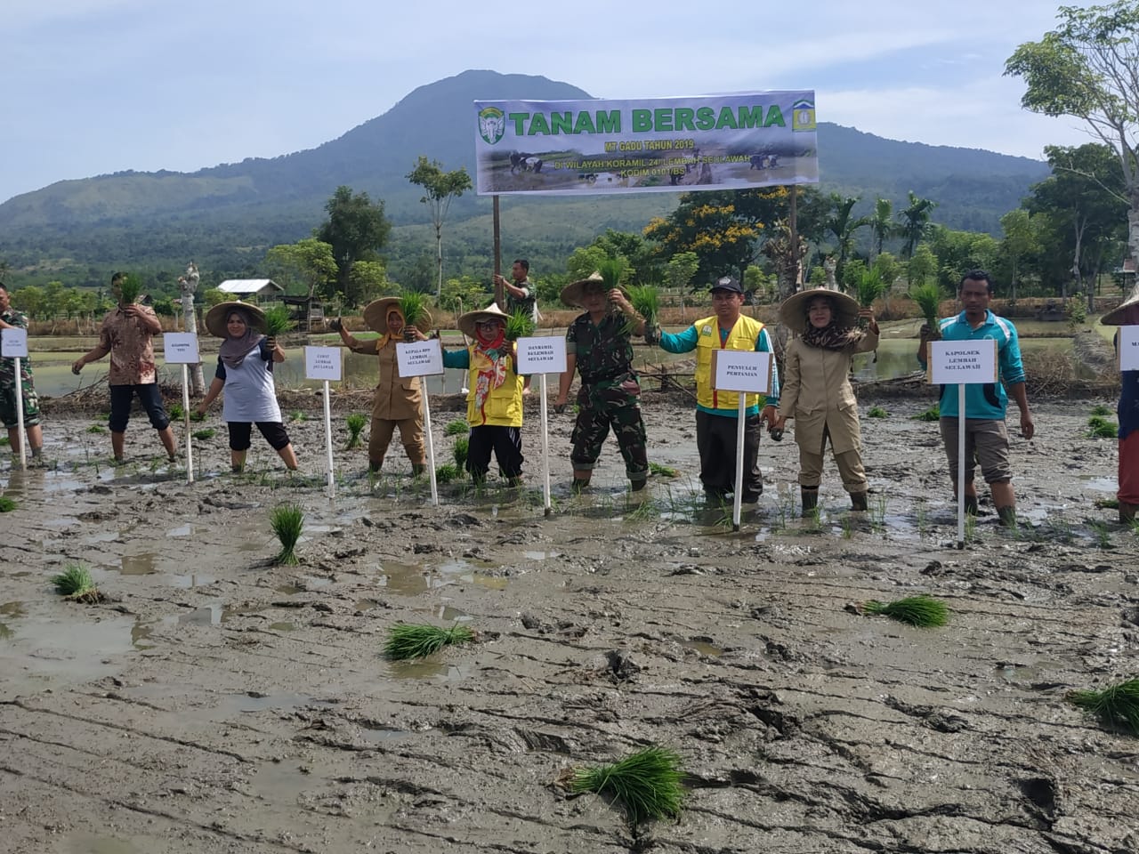 Danramil Lembah Seulawah Bersama Muspika Tanam Padi Perdana di Desa Lamtamot