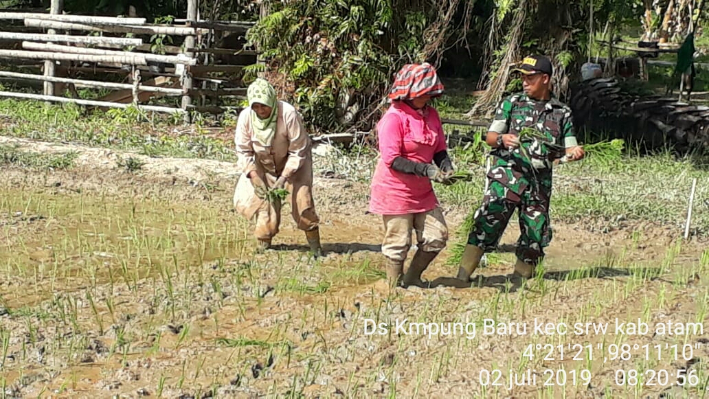 Semangat Babinsa Koramil 03/Srw Terjun ke Sawah Bantu Petani Menanam Padi