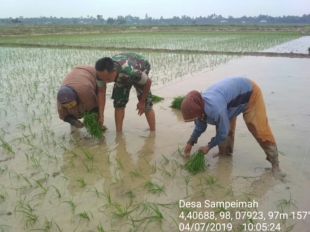 Musim Tanam Tiba Para Babinsa Kodim 0117/Atam Turun ke Sawah Bantu Petani