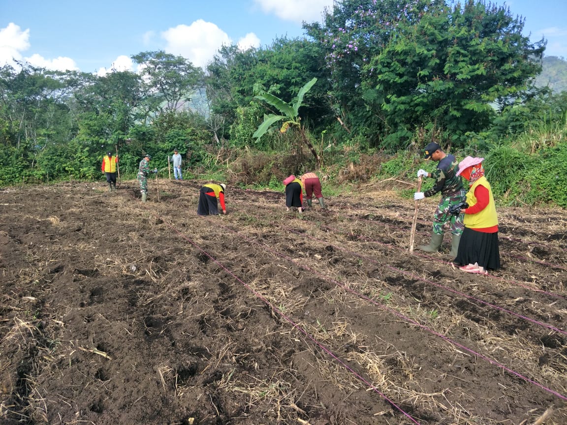 TNI dan Dinas Pertanian Tanam Jagung Paragon di Demplot Kodim Ateng
