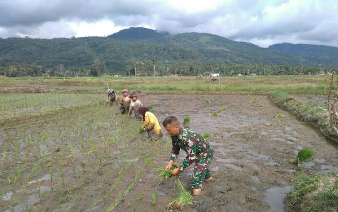 Peran Aktif Babinsa Dampingi Petani Tanam Padi