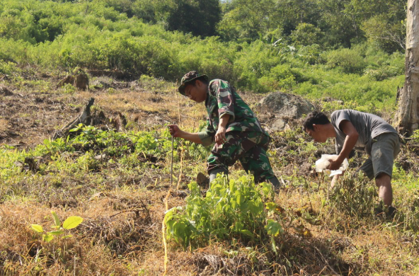 Babinsa Agara Bantu Petani Tanam Jagung