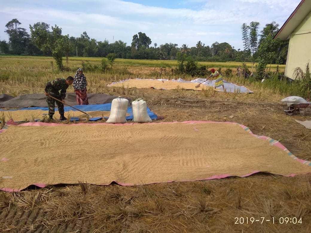 Babinsa Seunagan Bantu Warga Binaannya Menjemur Padi