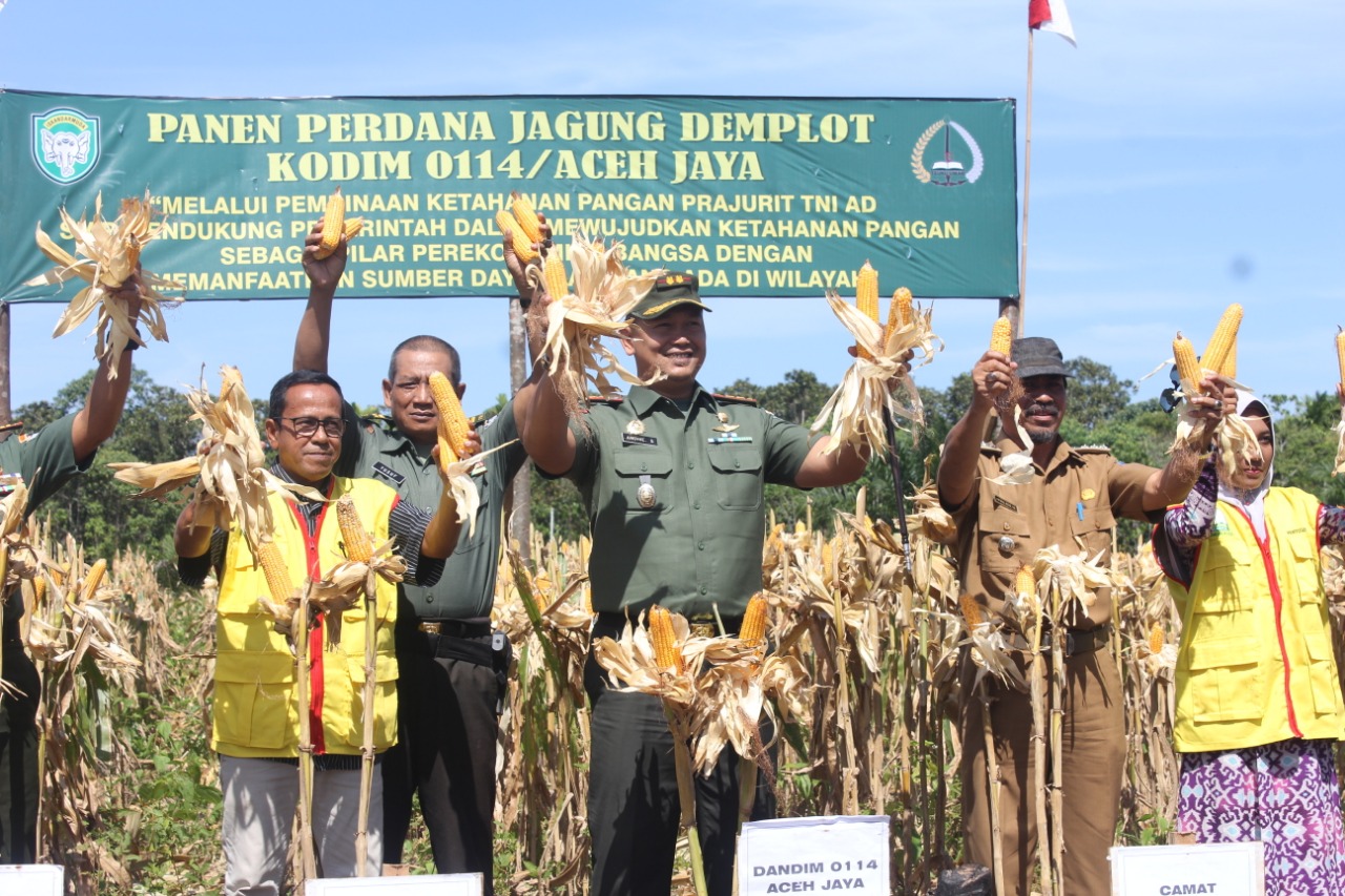 Kodim Aceh Jaya Panen  Perdana Jagung Demplot