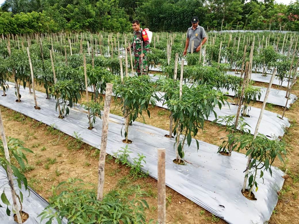Babinsa Koramil 03/Kaway XVI Bantu Semprot Tanaman Cabe Milik Petani