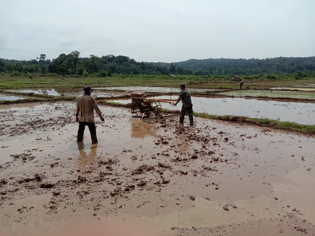 Babinsa Koramil 05/Panga Bajak Sawah Petani