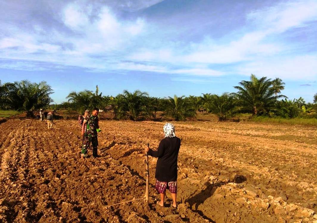Babinsa Bantu Petani Tanam Jagung