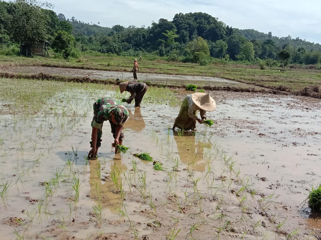 Turun ke Sawah Sertu Parwoto Bantu Petani Tanam Padi