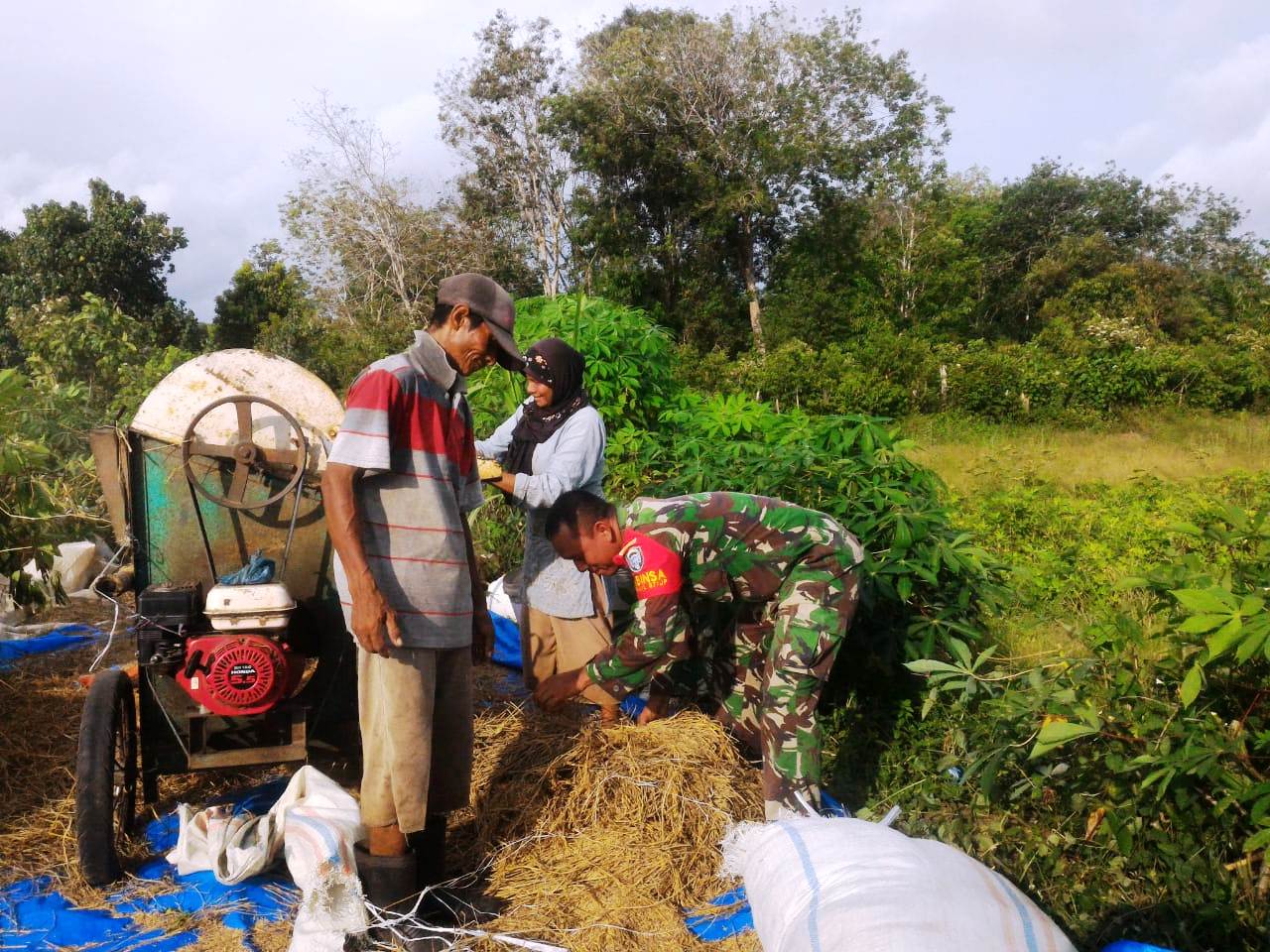 Perjuangan Babinsa dari Masa Tanam Sampai Panen