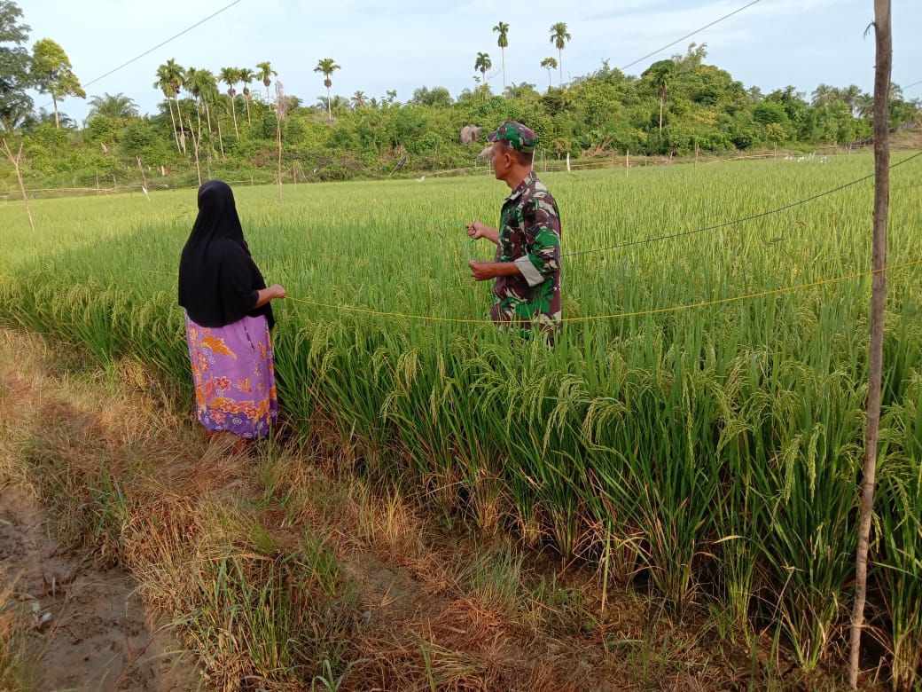 Sertu Parwoto Bantu Petani Usir Hama Burung