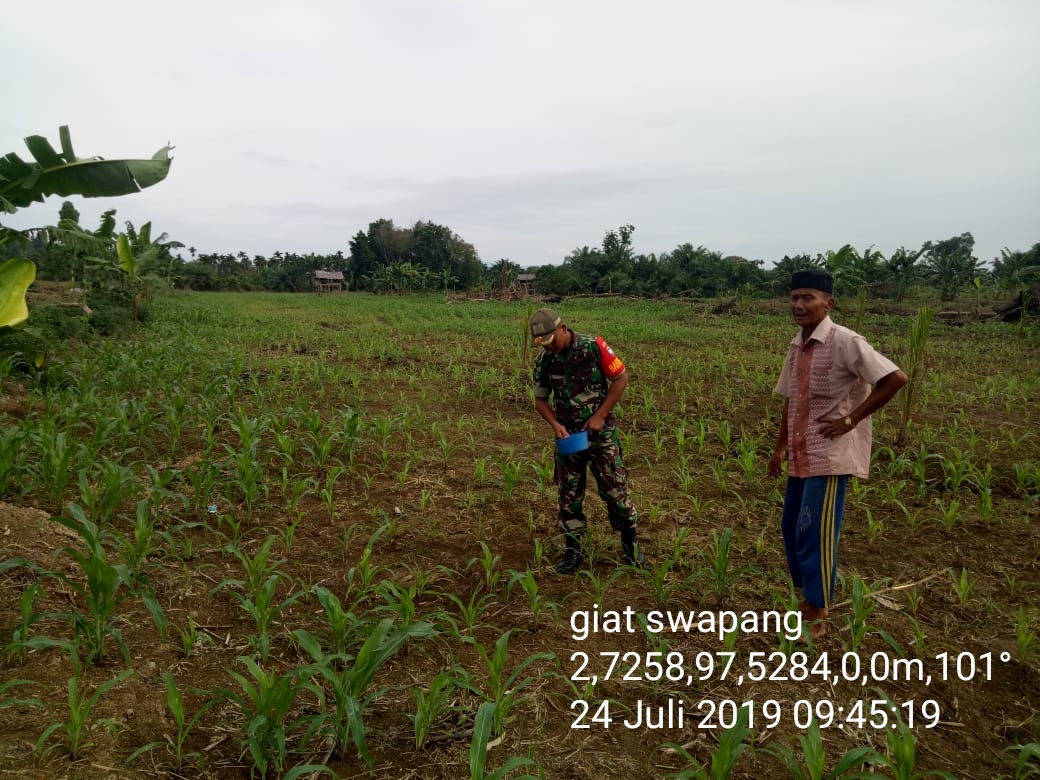 Pantau Pertumbuhan Jagung, Babinsa Ingin Hasil Panen Nanti Maksimal