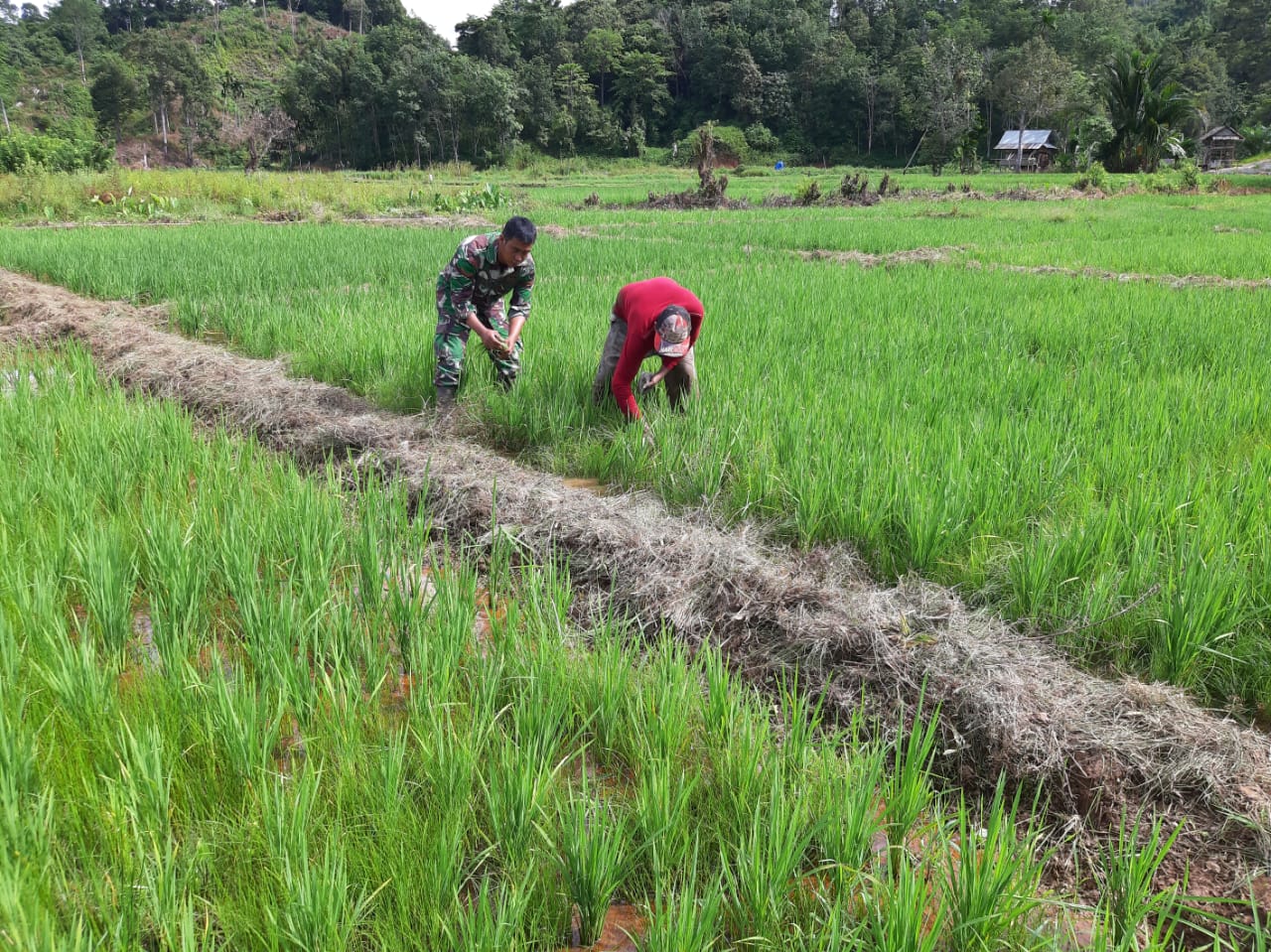 Babinsa Posramil Pasie Raya Bantu Petani Bersihkan Rumput