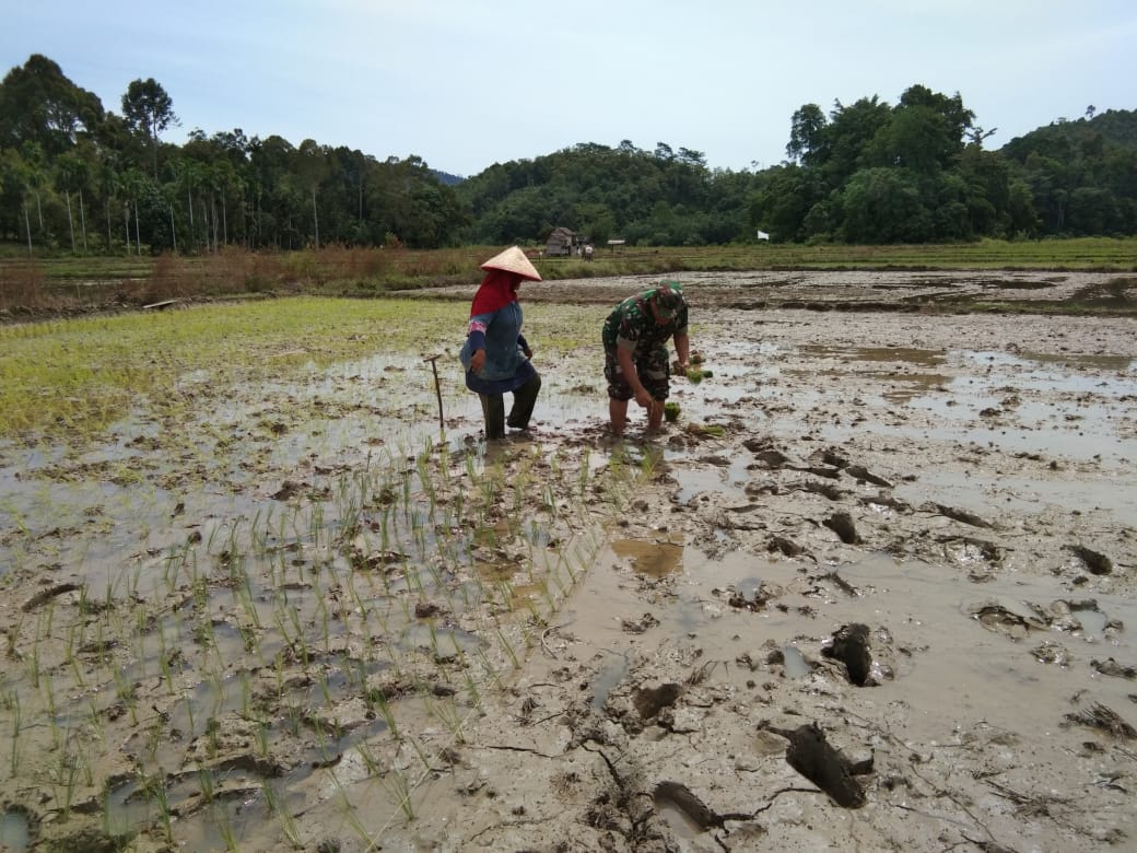 Serda Mahyudin Bantu  Ibu Mardiah Tanam Padi