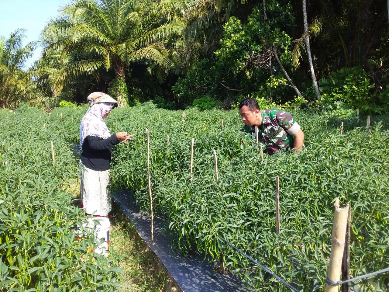 Babinsa Tripa Makmur Dorong dan Motivasi Petani Cabai