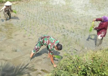 Musim Tanam Tiba, Poktan Agara Ajak Babinsa Tanam Padi