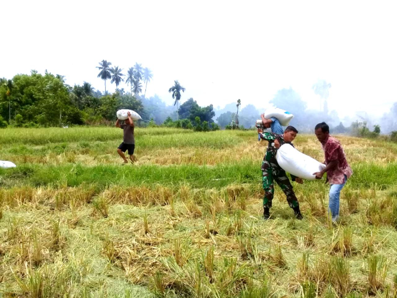 Babinsa Koramil 01/Seulimeum Angkut Hasil Panen Padi