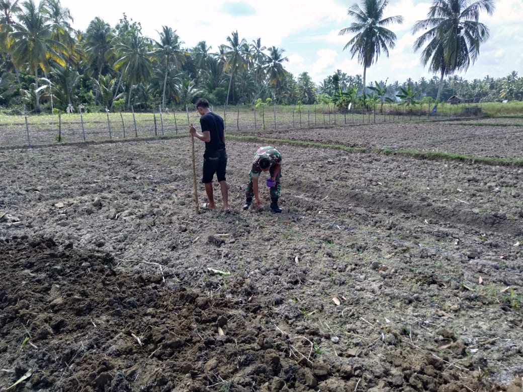 Serda Hasan Bantu Petani Tanam Jagung