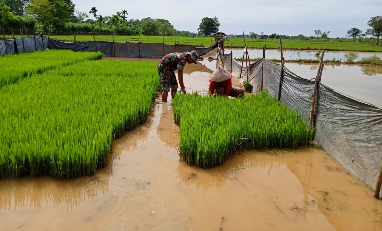 Babinsa Panga Bantu Petani Cabut Bibit Padi