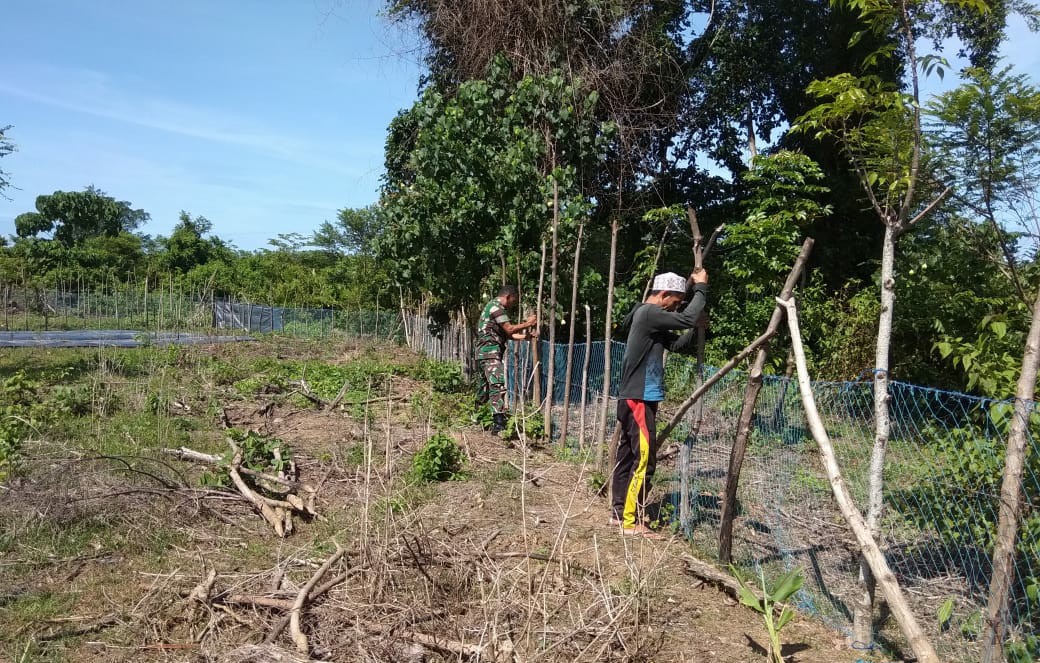 Serda Yulizar Bantu Petani Pasang Pagar Kebun