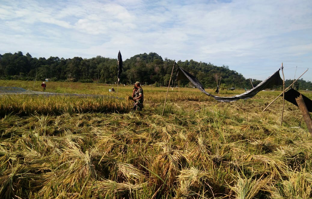 Musim Panen, Babinsa Calang Bantu Petani Memotong Padi
