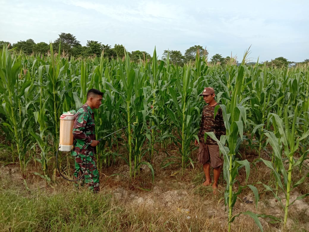 Kopda Ardika Semprot Tanaman Jagung Petani