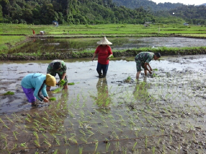 Babinsa Bantu Petani Tanam Padi