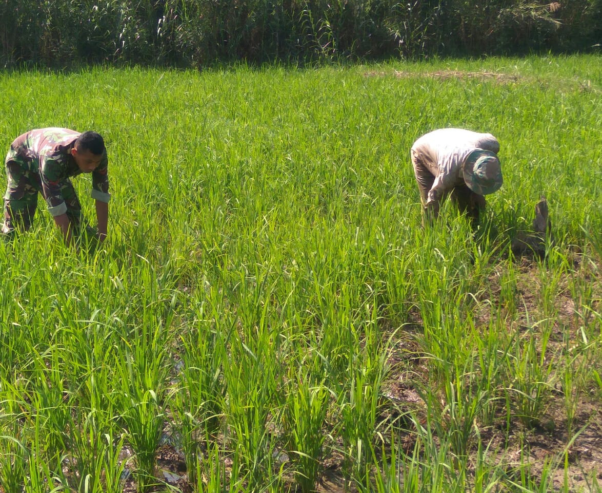 Kopda Iswadi Bantu Petani Bersihkan Rumput Padi