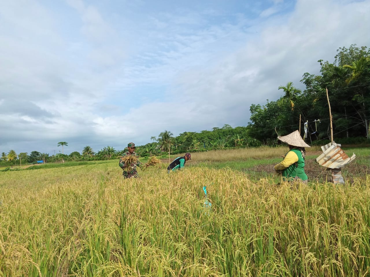 Babinsa Darul Hikmah Bantu Petani Panen Padi