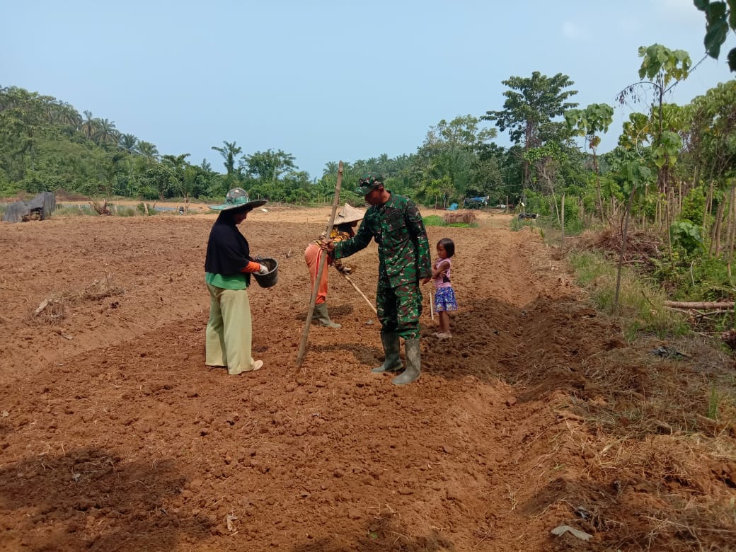 Sertu Parwoto Bantu Petani Tanam Jagung