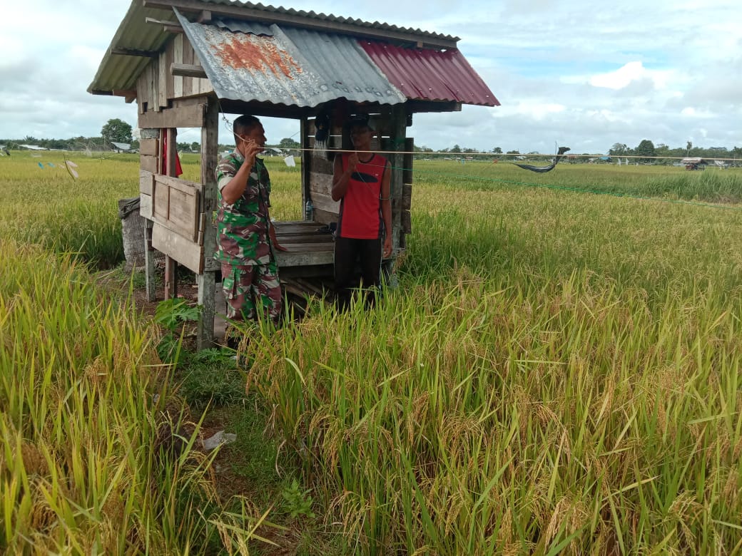 Sertu Faisal Bantu Petani Usir Hama Burung