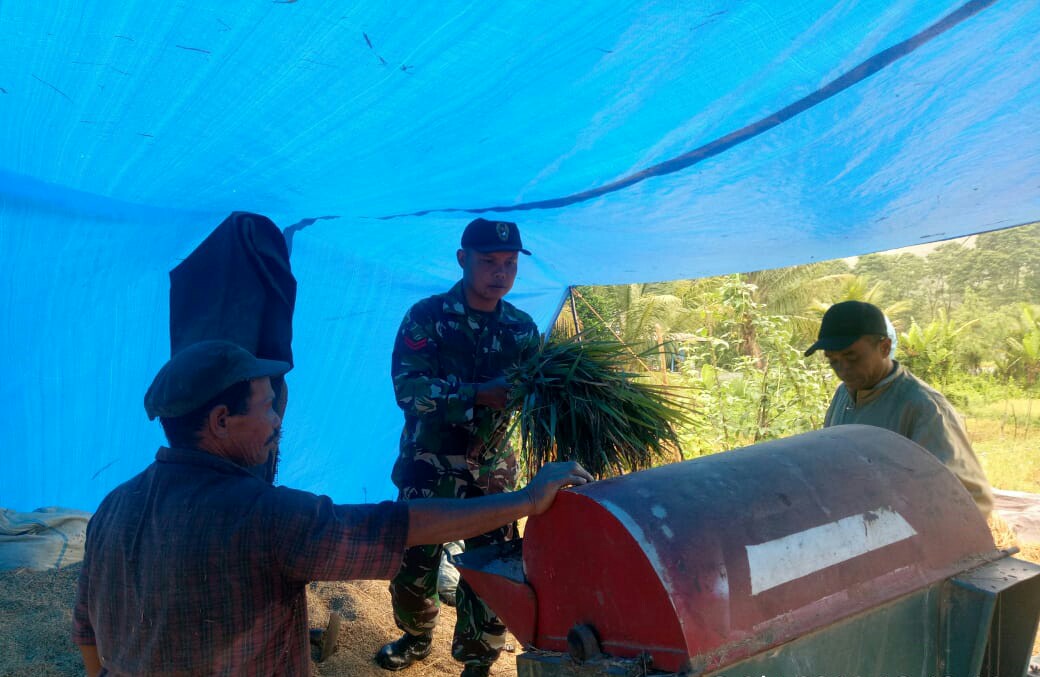 Babinsa Bantu Petani Panen Padi