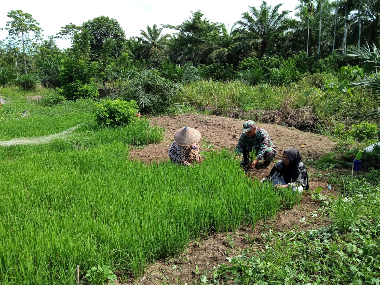 Babinsa Darul Hikmah Bantu Petani Cabut Bibit