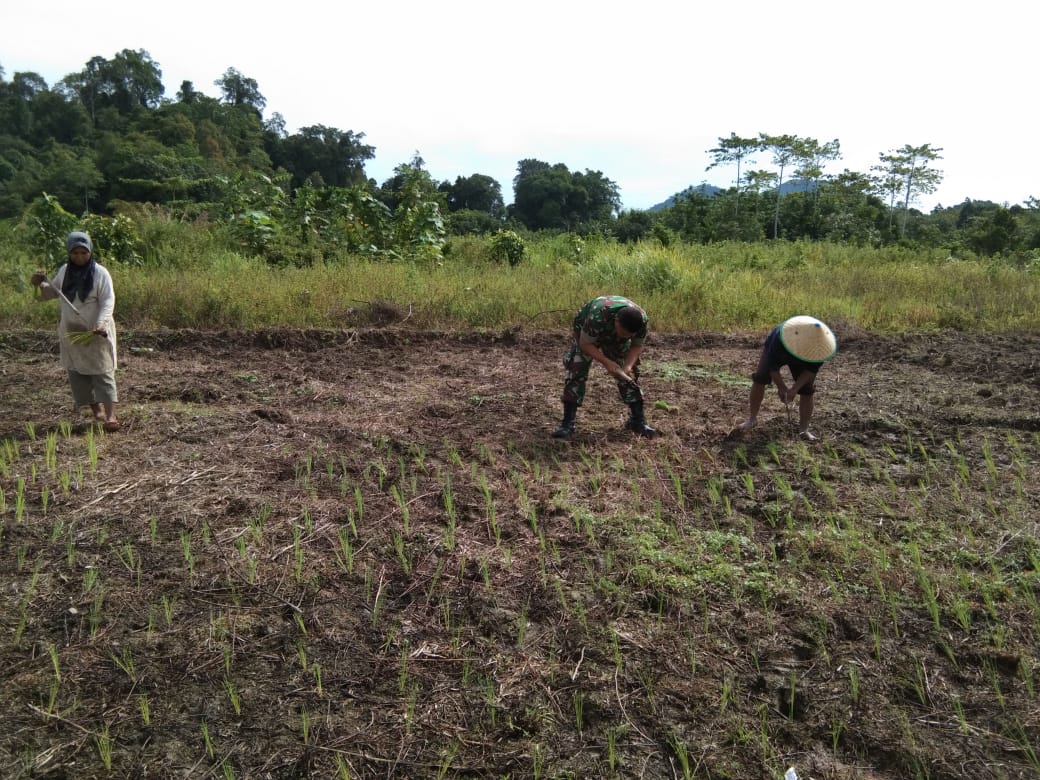 Turun ke Sawah Sertu Mahyudin Bantu Petani Tanam Padi