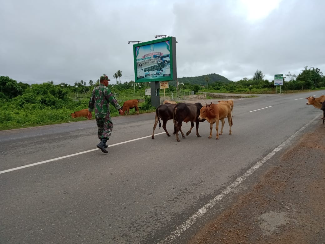 Ancam Keselamatan Pengendara, Babinsa Calang Halau Hewan Ternak dari Badan Jalan