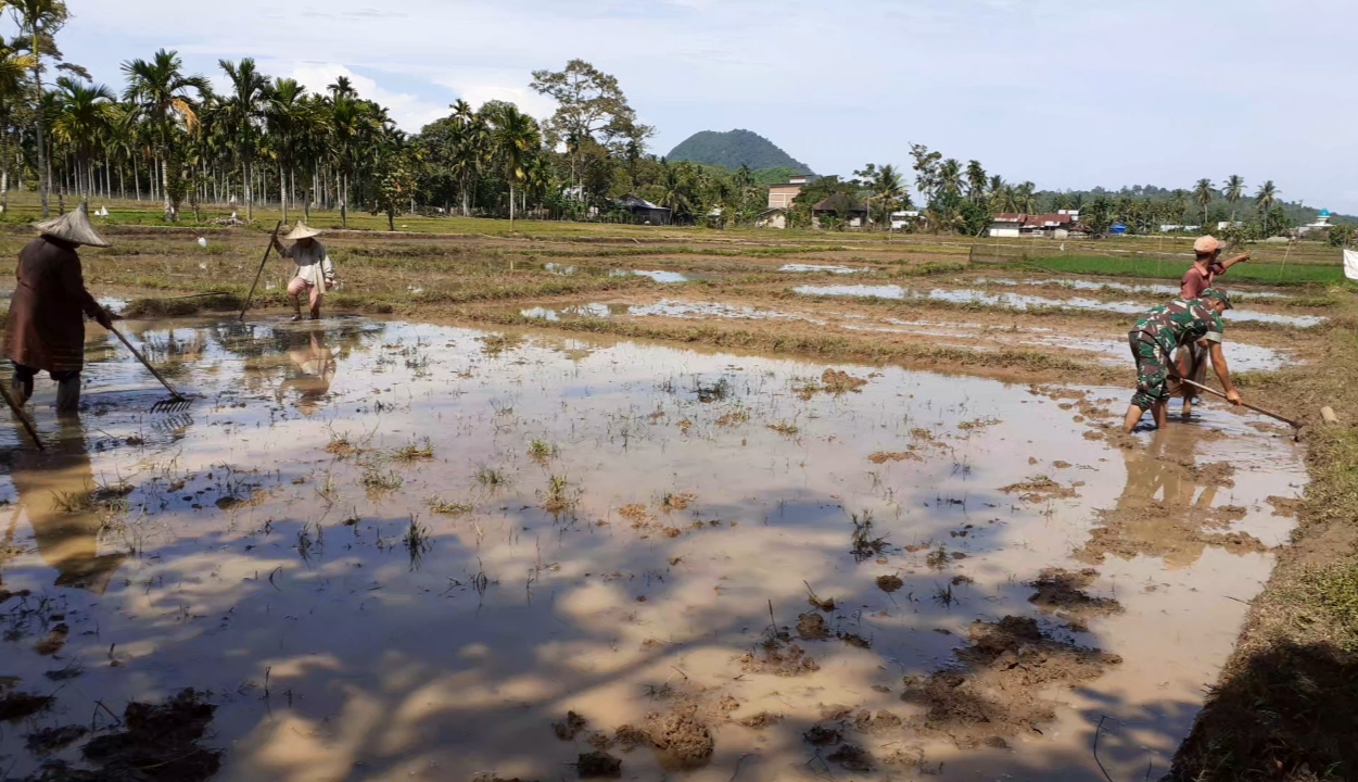 Jelang Tanam Padi, Babinsa Lamno Bantu Petani Ratakan Permukaan Sawah
