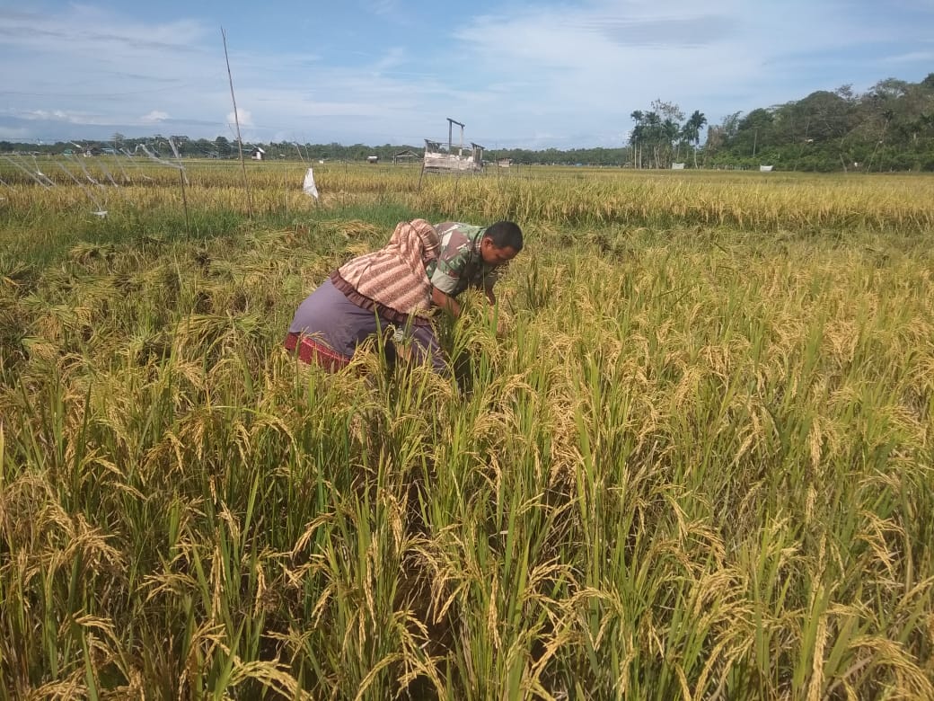 Kopda Ambri Bantu Bu Mariah Panen Padi