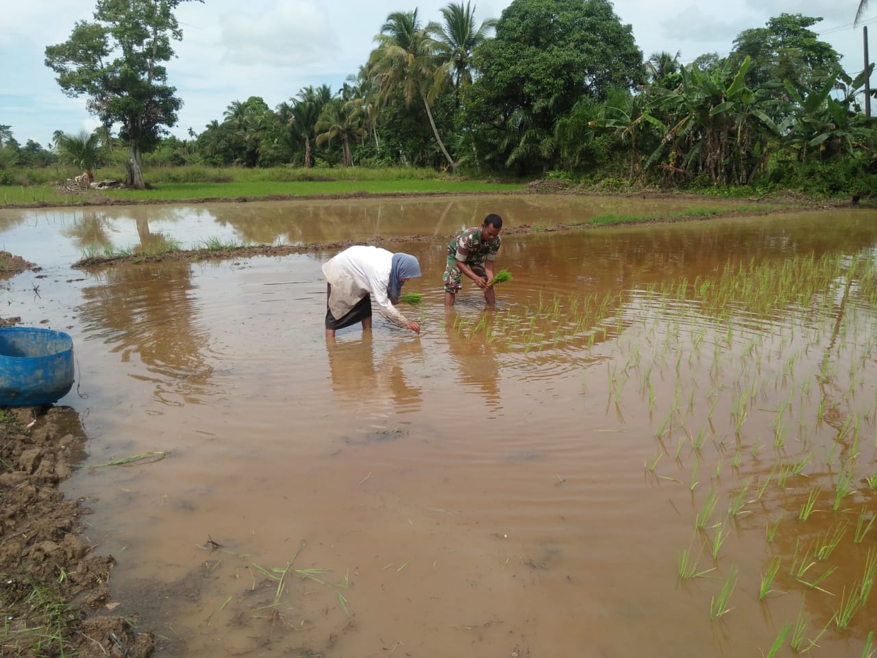 Kopda Desri Bantu Ibu Salimah Tanam Padi