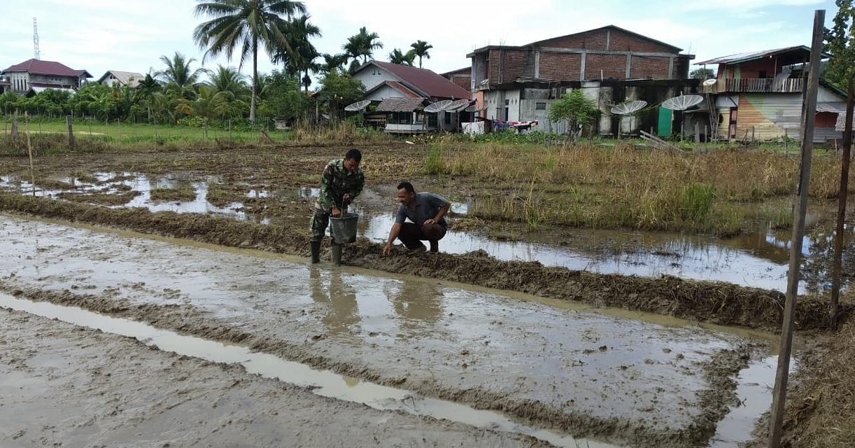 Babinsa Bantu Petani Basmi Hama Keong