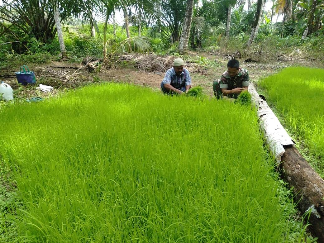 Babinsa Koramil Teunom Bantu Petani Cabut Bibit Padi