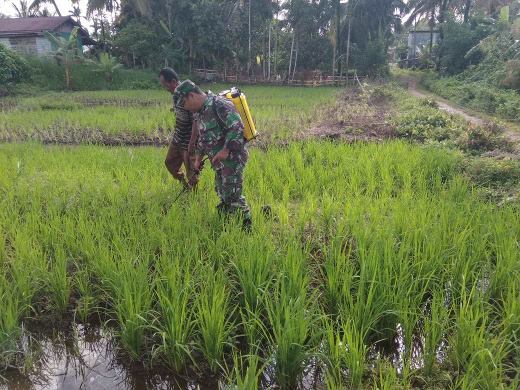 Basmi Hama, Babinsa Semprot Padi Petani