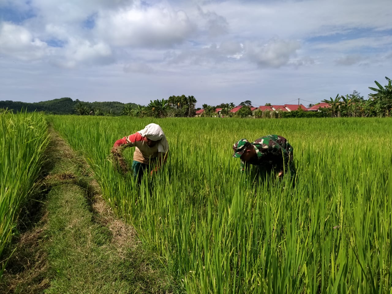 Babinsa Darul Hikmah Bantu Petani Bersihkan Hama Rumput