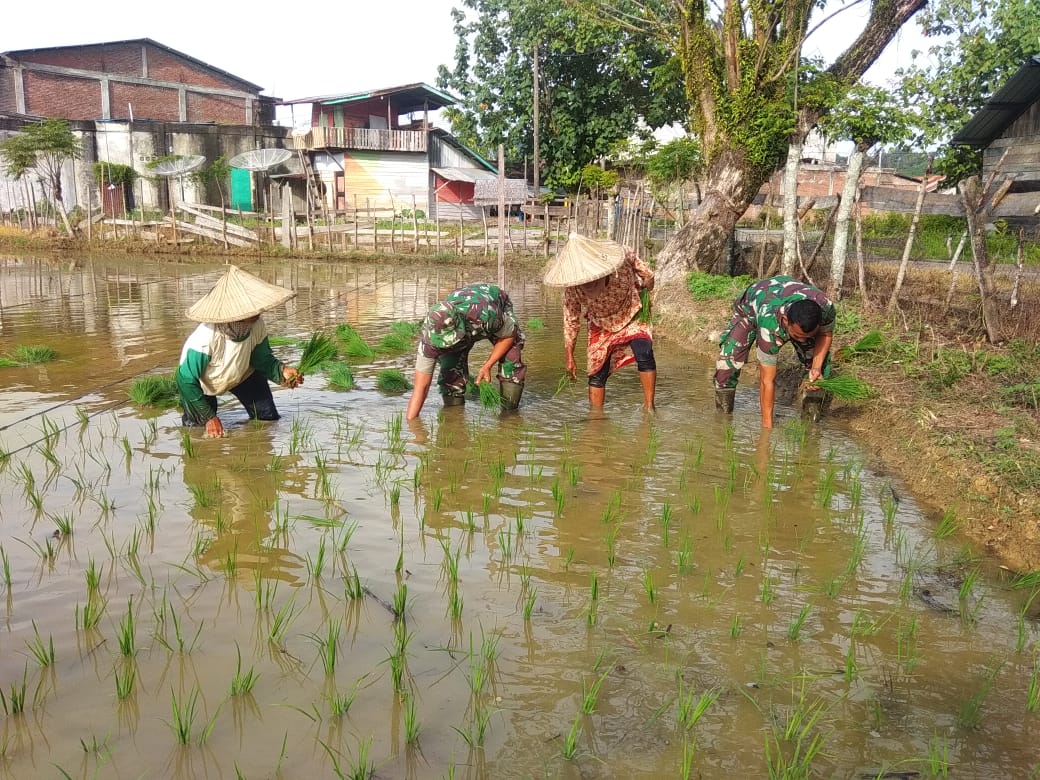Koramil Lamno Tanam Padi Percontohan