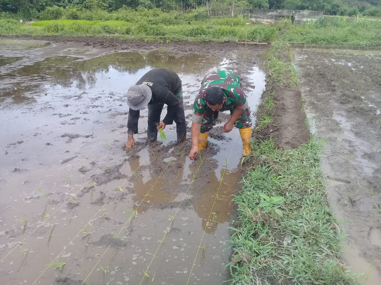 Kopral Farid Bantu Petani Tanam Padi
