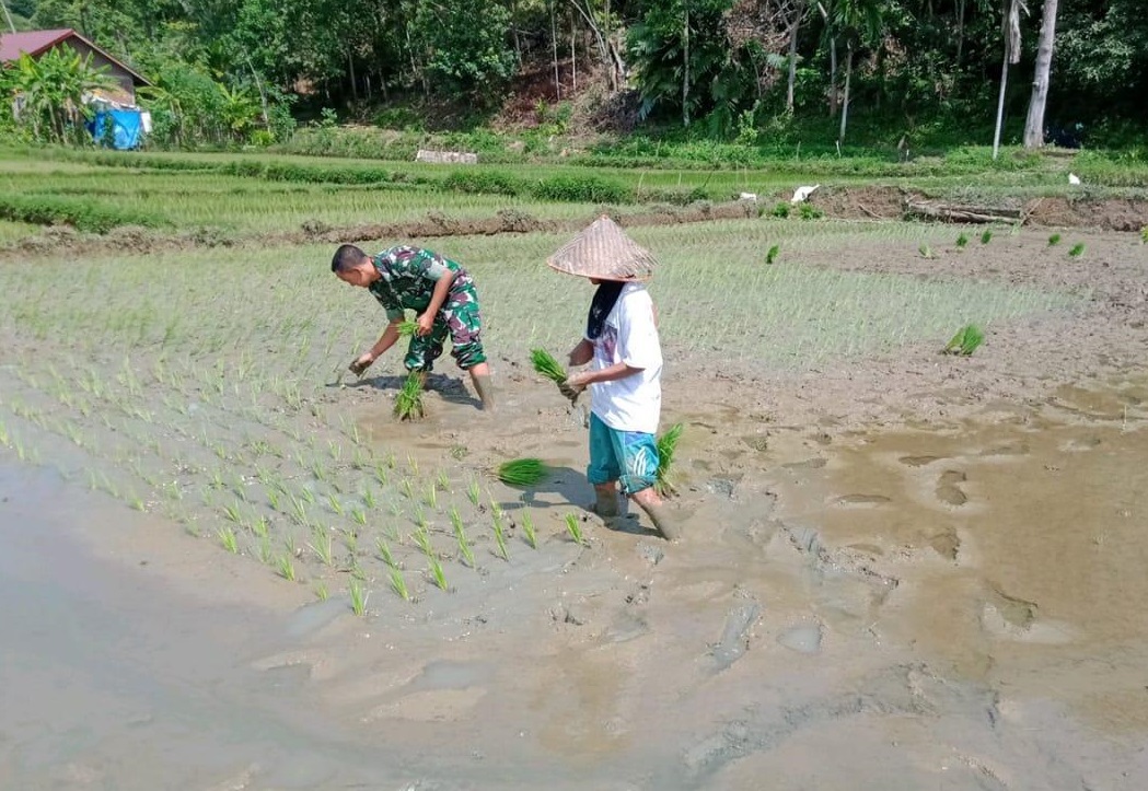Serda Tony Bantu Kelompok Tani Buket Sejahtera Menanam Padi