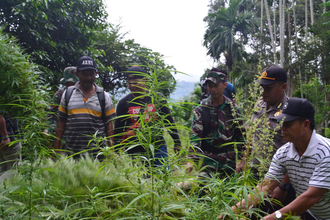 TNI – Polri Musnahkan Ladang Ganja di Sawang
